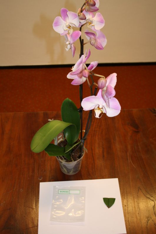 Phalaenopsis Sample